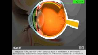 Anatomy of the eye by Quantel Medical [upl. by Suzetta]