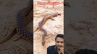 Snake vs Monitor Lizard Fight 🐉🦎shorts snake monitorlizard reptile wildlife nature lizard [upl. by Leak]