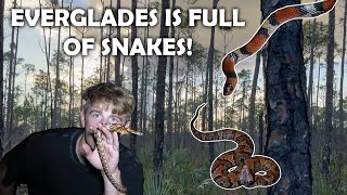 The Everglades is FULL of Snakes Herping in Florida [upl. by Landan]