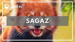 Que es sagaz  significado de sagazdefinición de sagaz [upl. by Tsui]