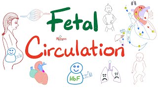 Fetal Circulation  Explained Clearly  Placenta Umbilical Vessels Ductus Arteriosus Venosus [upl. by Ihn]