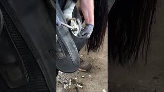 Horse Farrier 🐴 Shoeing a Horse 🐴 Horse gets new shoe 🐴 [upl. by Nicolette]