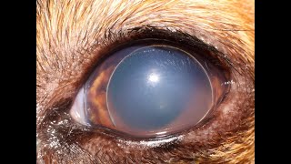 Everything you need to know about lens luxation in animals [upl. by Anifares]