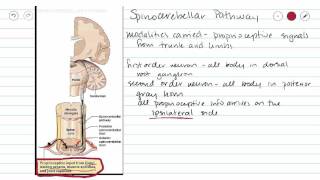 Spinocerebellar Sensory Pathway [upl. by Ulane]