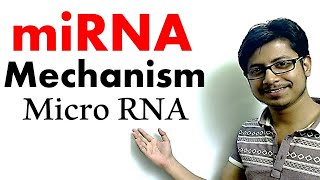 miRNA  micro RNA mechanism of gene silencing [upl. by Leynad]