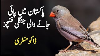 Wild Finches of Pakistan Part 2  Beautiful types of finch birds in Pakistan  Wildlife of Pakistan [upl. by Sigmund661]