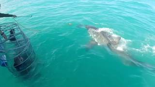 Nadando con tiburones blancos  Jaws  Gansbaai Cape Town South Africa [upl. by Mccartan]