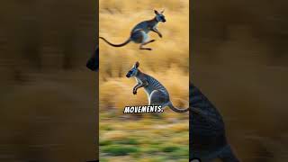 Amazing facts about the Toolache Wallaby amazingfacts australiananimals australianature [upl. by Odnala]