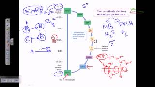 Electron flow in purple sulfer bacteria [upl. by Alicea207]