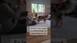 So lernt dein Hund ein Nasentarget an einem Gegenstand  Targettraining mit dem Hund [upl. by Powel]