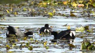 The American Coot [upl. by Egiarc]