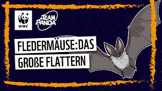 Fledermäuse Das Große Flattern [upl. by Plumbo987]