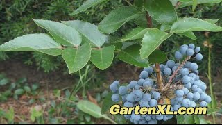 Mahonia im Garten Gewöhnliche Mahonie [upl. by Lesoj]