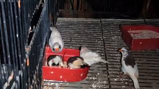 Zebra finches Colony white finch and white finch November 28 2024 [upl. by Magdau]