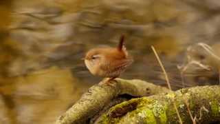 Eurasian Wren Troglodytes troglodytes  Zaunkönig 09 [upl. by Ettenel]