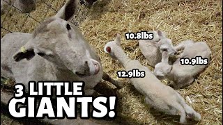 Mama was carrying almost 35 POUNDS of LAMBS a surprise set of triplets  Vlog 747 [upl. by Lednik]