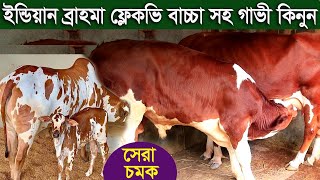 রিফাত ভাইয়ের বর্ষসেরা কালেকশন ব্রাহমা ও ফ্লেকভি বাচ্চা সহ গাভী dairy farm [upl. by Buttaro233]