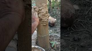 Betel nut rooting technique  betelnut shorts shortvideo reels garden [upl. by Adnoma446]