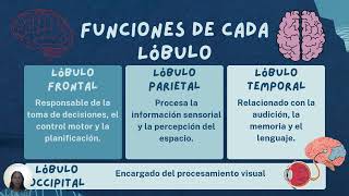 El cerebro sus partes y funciones [upl. by Sgninnej884]