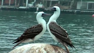 Peruvian Booby Sula variegata piquero Peruanischer Tölpel [upl. by Nannerb]