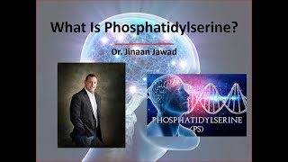 What Is Phosphatidylserine [upl. by Ordisy230]