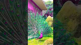 Peacock dance birds trending birds peacockdance ytshort viralshort viralreels [upl. by Brent501]