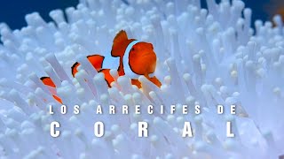 LOS ARRECIFES DE CORAL  El paraíso marino  mini documental tan natural [upl. by Uwkuhceki]