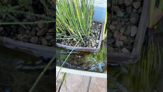 Free fish food hack aquarium fishfood tetras riparium [upl. by Aicemed443]