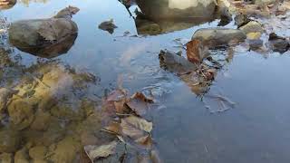 Battelle Darby Creek  October 2024 [upl. by Deibel634]