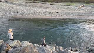 Chinook season in Vedder River Huge fish [upl. by Llewxam]