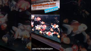 Ikan koki oranda panda 3color pasarikanhiasjatinegara ikan ikankoki [upl. by Yrrok]