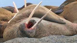 Laziest Walrus Colony Ever HD [upl. by Aoh298]