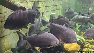 black pacu fish  malayalam [upl. by Ecinna]