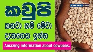 කවුපි කනවා නම් මේවා දැනගෙන ඉන්න  Benefits of Cowpeas [upl. by Iren]