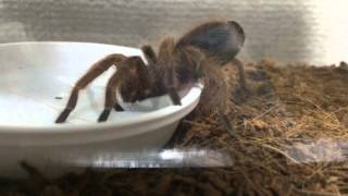 ローズヘアータランチュラが水を飲んでます Chilean Rose Hair Tarantula Drinking Water [upl. by Wahkuna442]