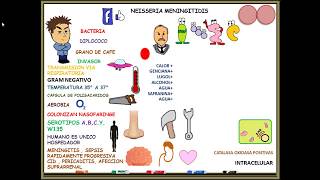 MENINGOCOCO Neisseria Meningitidis [upl. by Ainad]