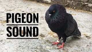 Pigeon Sound Effect  Male Pigeon Super Performance  Black Pigeon [upl. by Frederico861]