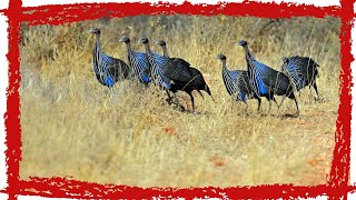 Vulturine Guineafowl Acryllium vulturinum Call amp Sound  Vulturine Guineafowl Video [upl. by Noraed207]