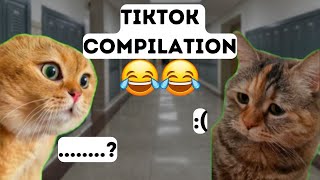 2 Cats Talking Meme  2 Cat Talking Meme TikTok  Orange amp Black Cat Meme Viral Cat Video [upl. by Rennug]