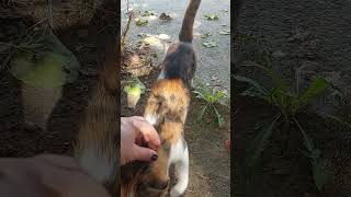 hyperactive catcat kitten catvideos cute animals shorts [upl. by Sylado670]