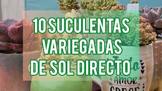 10 SUCULENTAS VARIEGADAS DE PLENO SOL QUE TE RECOMIENDO TENER JARDÍN SUCULENTO [upl. by Yttik]