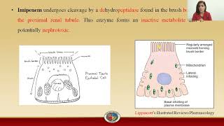 Carbapenems  Imipenem [upl. by Vernice]