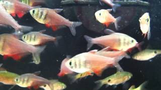 Fish Relaxation Scene  Real Live Fish Swimming to thier delight [upl. by Madanhoj571]