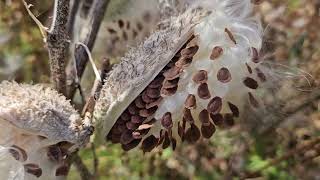 Time to Collect and Sow Milkweed Seeds [upl. by Trilbi]