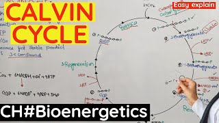 Calvin Cycle  Light independent Reaction of photosynthesis C3 pathway of photosynthesis [upl. by Chickie]