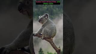 Koala Is The Dumbest Animal In The Wildlife shorts wildlife koala australia [upl. by Suoirred]