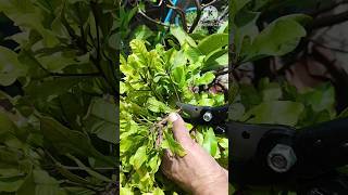 Growing miracle berry plant from cutting at home  How to grow a miracle berry plant in pots short [upl. by Belmonte463]