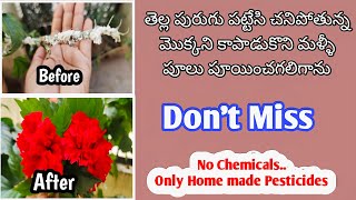 ఈ విషయం ముందే తెలిస్తే ఎంత బాగుండో కదాhow to control mealy bugs garden hibiscus how pestcontrol [upl. by Abrahamsen]