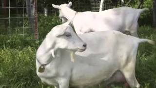 Prize Winning Dairy Goat Breeds at Redwood Hill Farm [upl. by Ayela]