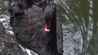 Australian Black Swan Sound  what do black swan make sound [upl. by Ayk]